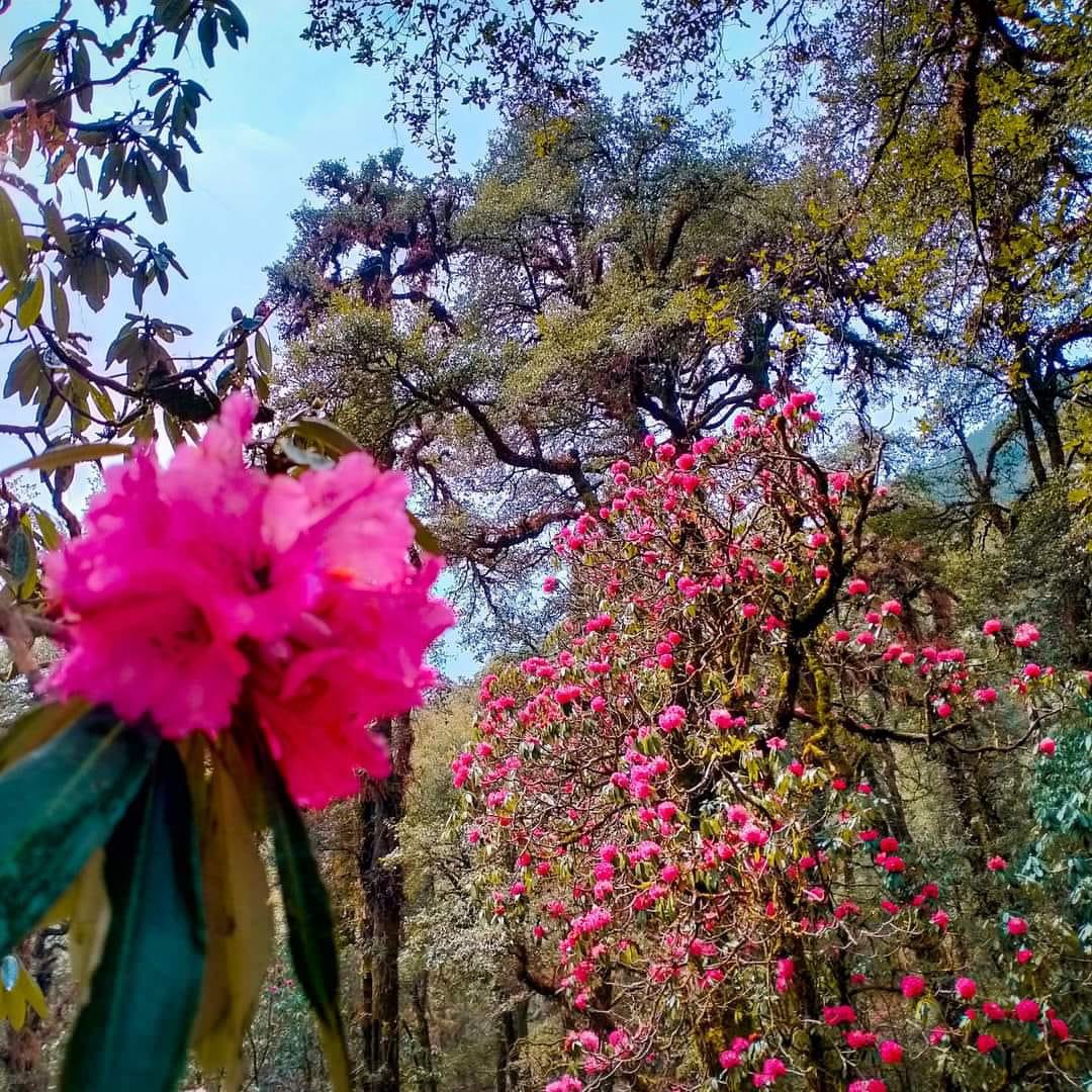 Goecha La Trek Highlights: A Journey Through the Heart of Kanchenjunga National Park. — image 8