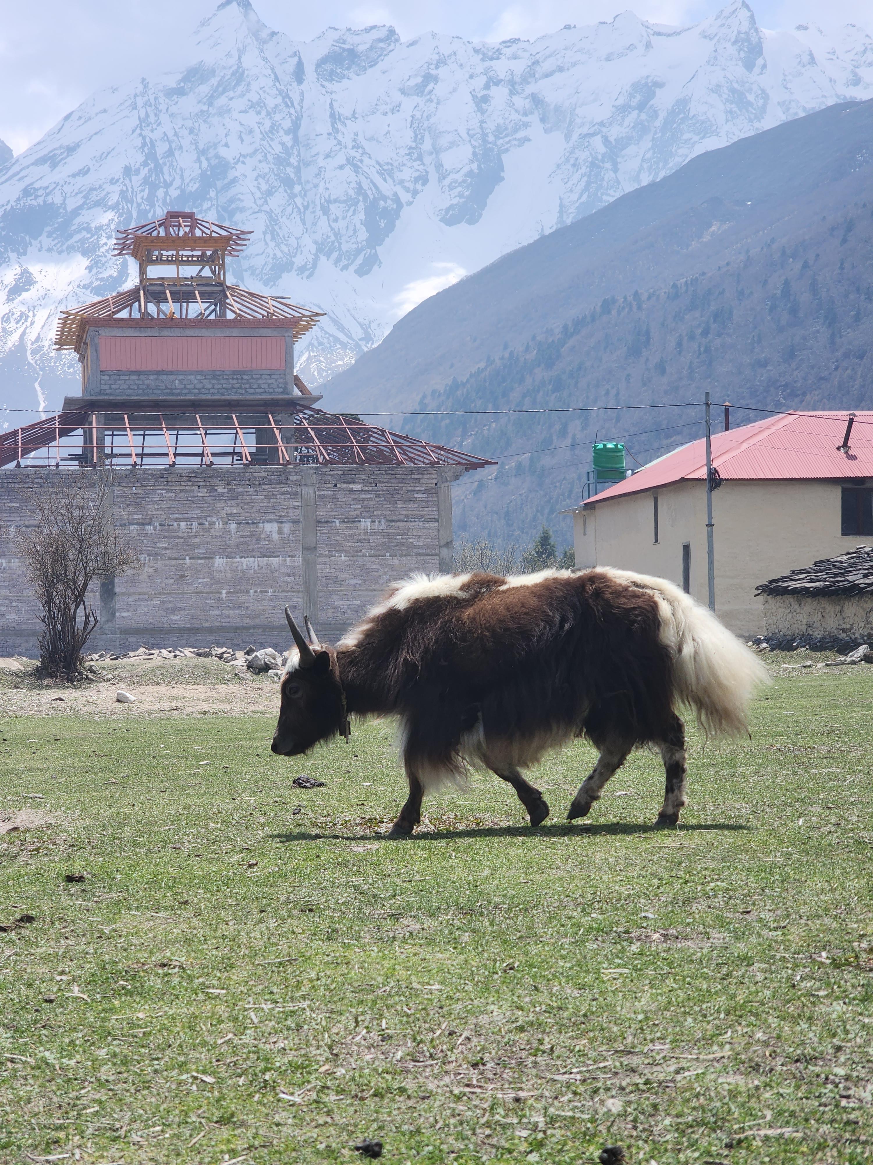 Annapurna Base Camp scenery 14