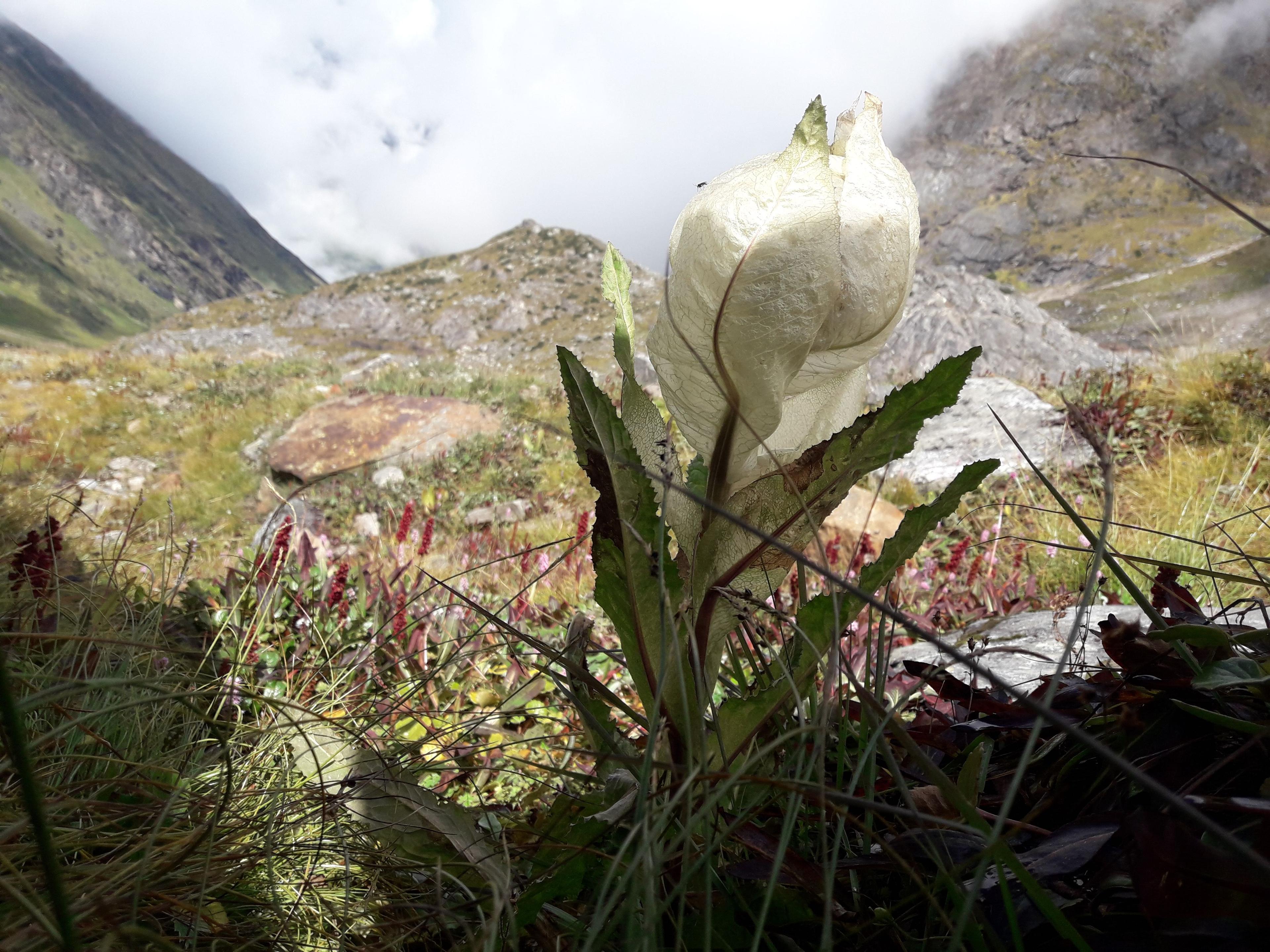 Auden's Col Trek scenery 36