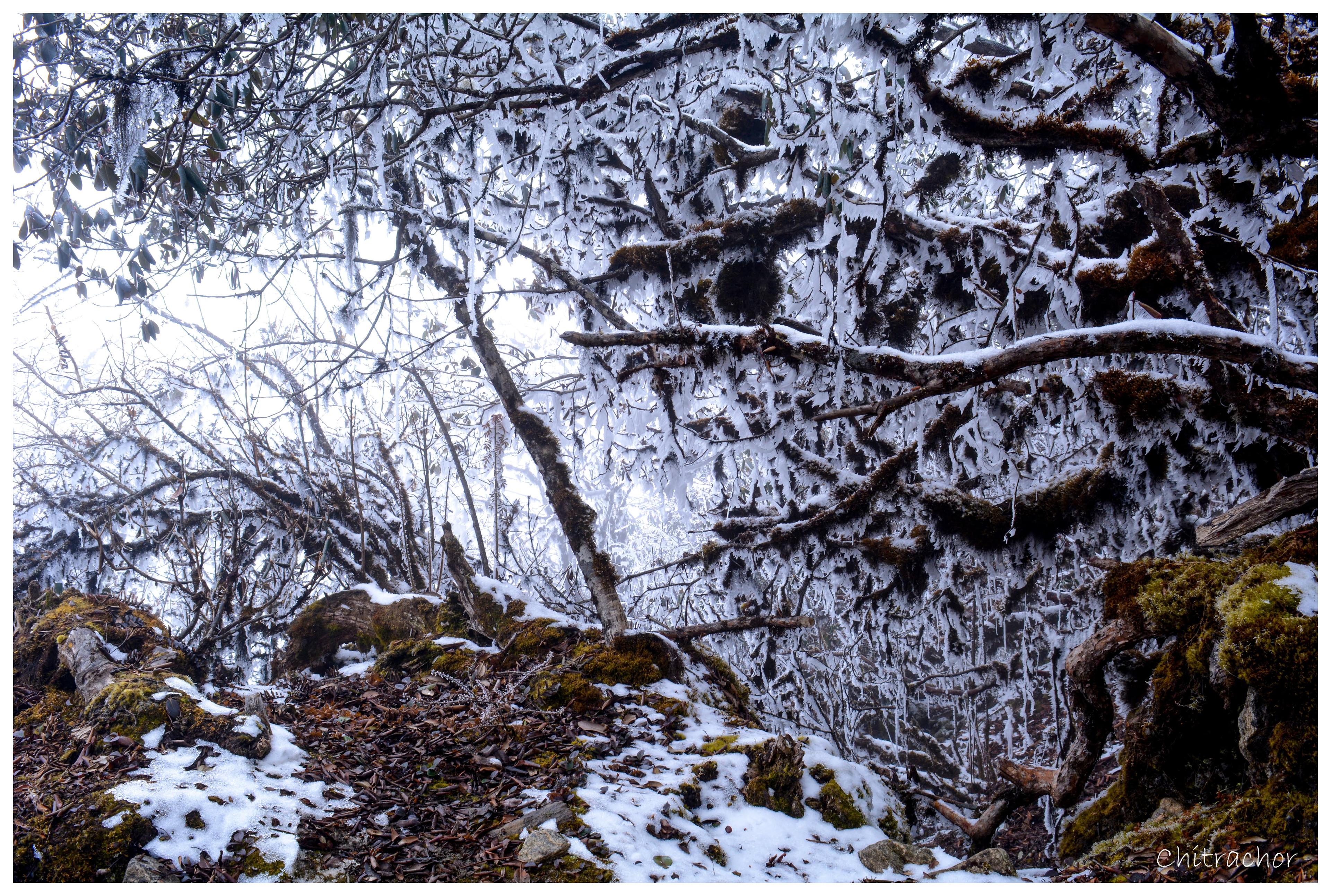 Goechala scenery 22