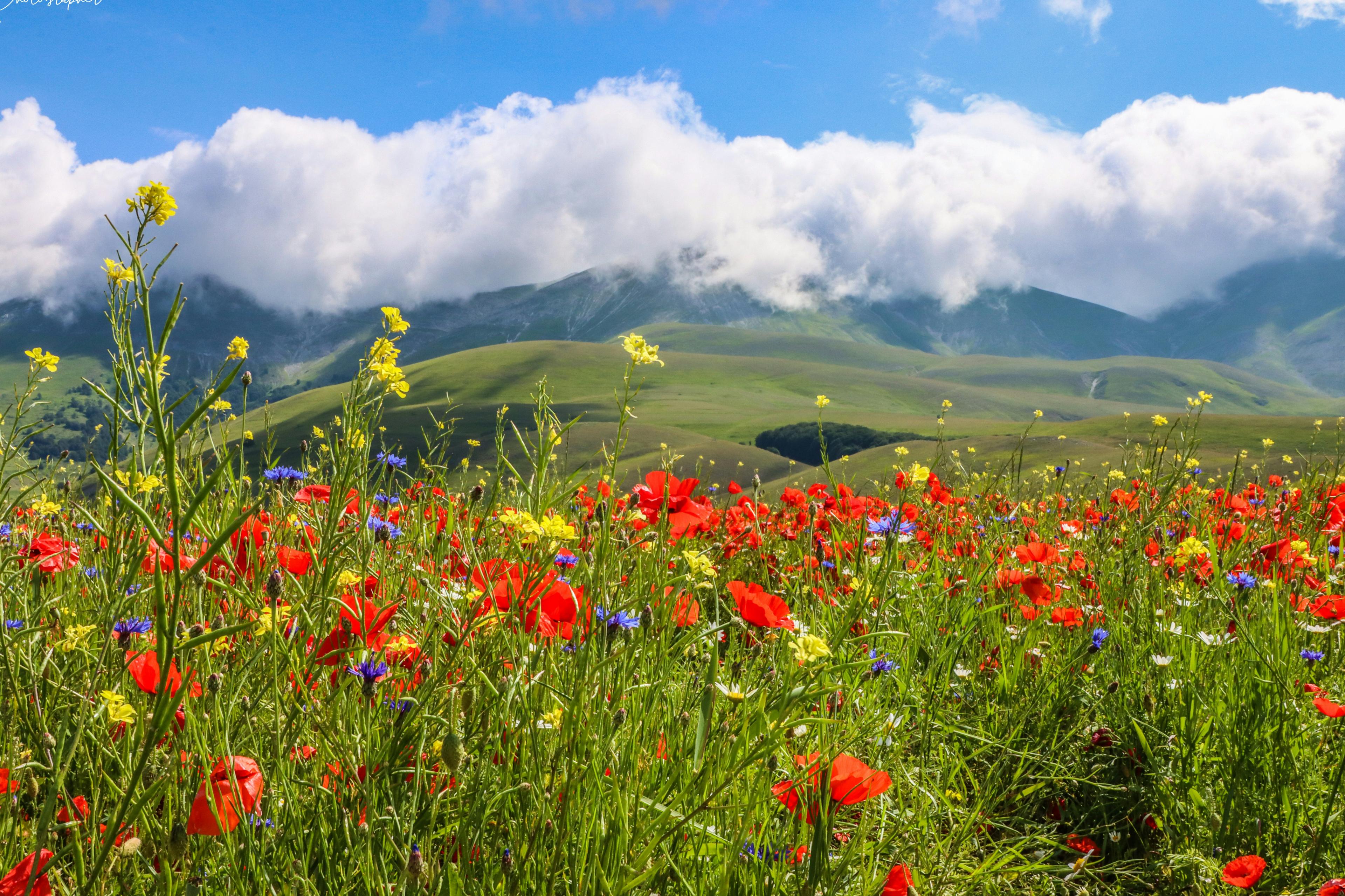 Valley of Flowers scenery 5