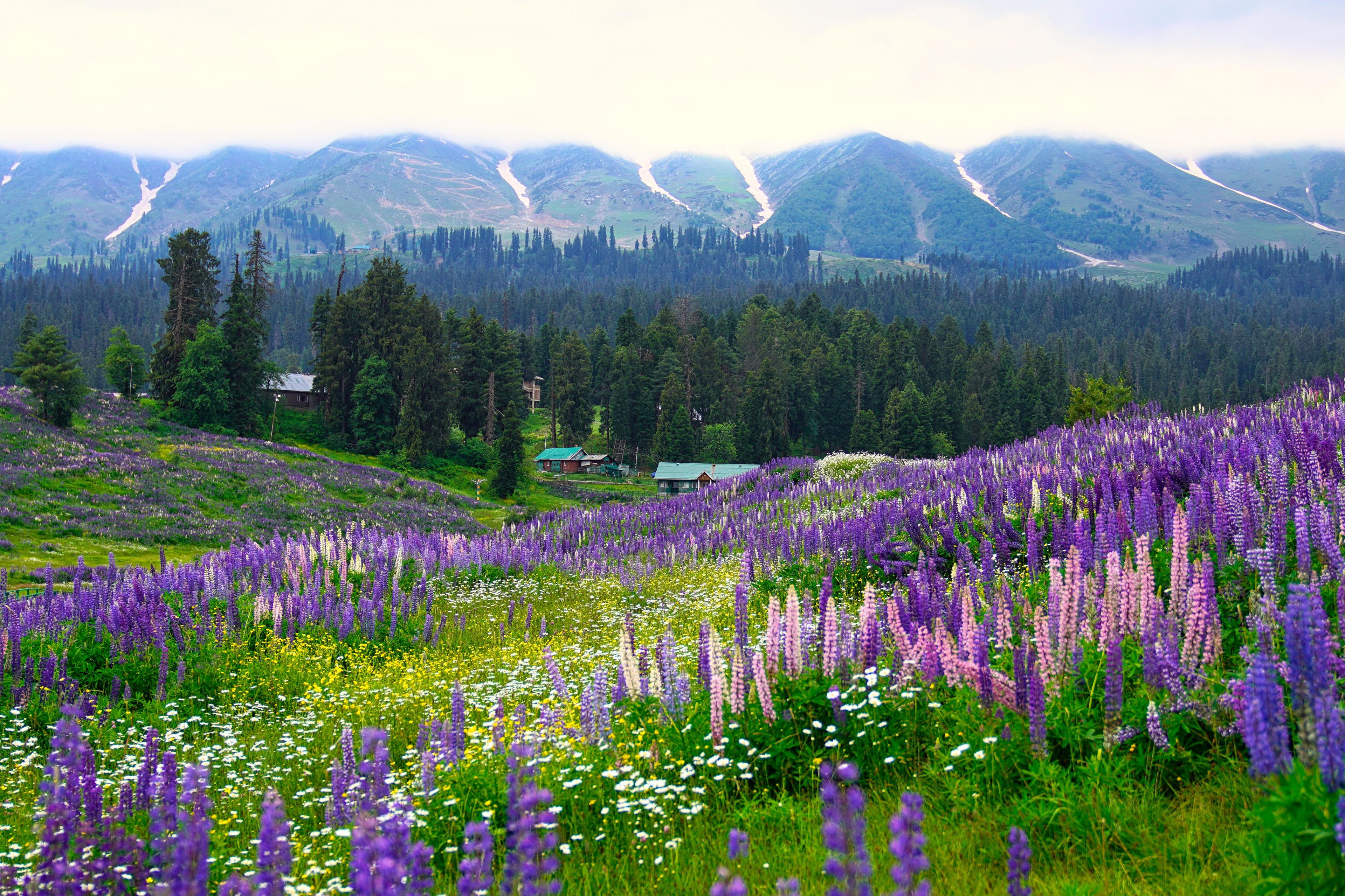 Valley of Flowers trek